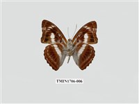 藏品(異紋帶蛺蝶)的圖片